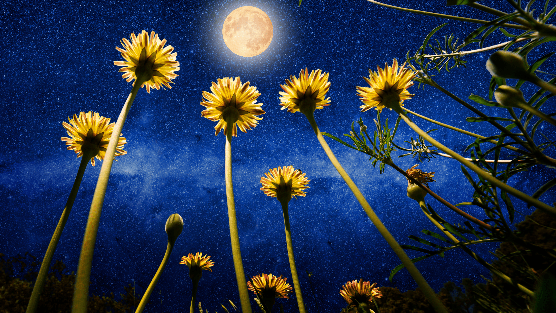 Super-Vollmond im Widder - Bereit, das Feuer in dir zu entfachen? - SoulGlow