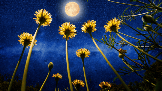 Super-Vollmond im Widder - Bereit, das Feuer in dir zu entfachen?